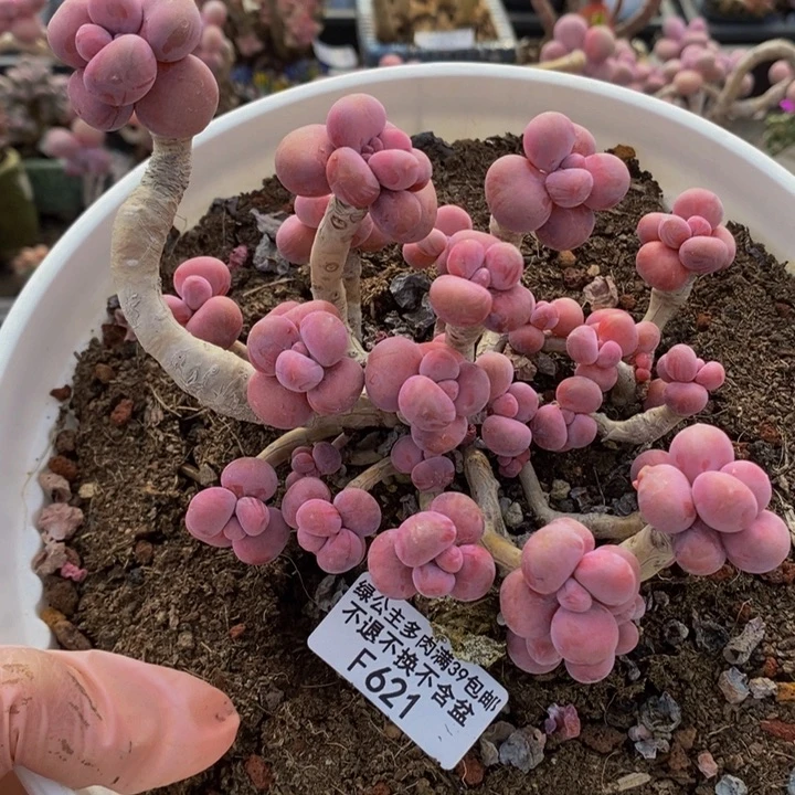 腰子桃蛋老桩12cm621多肉植物