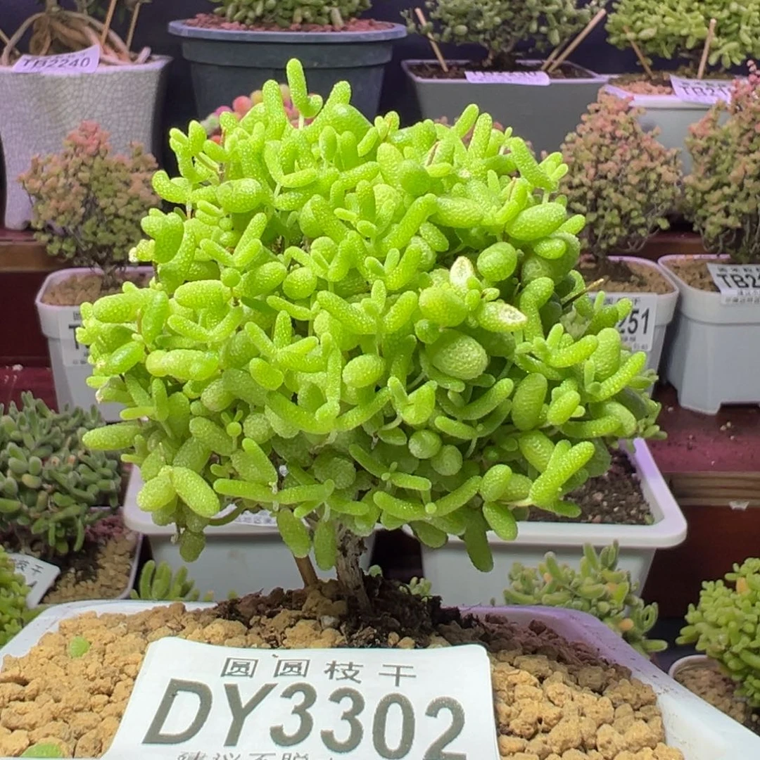 3302蜜橘糖球一物一拍