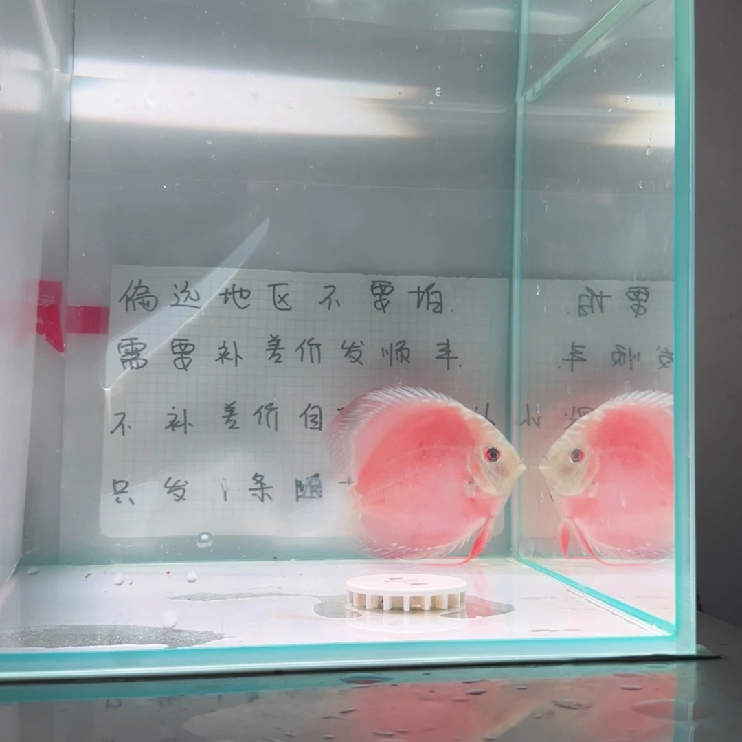 七彩神仙鱼肉身8偏远地区不拍