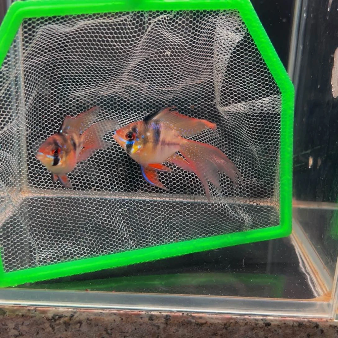 短鲷鱼荷兰凤一对