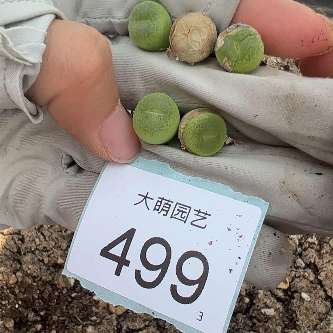 0000499量拍翠光5颗