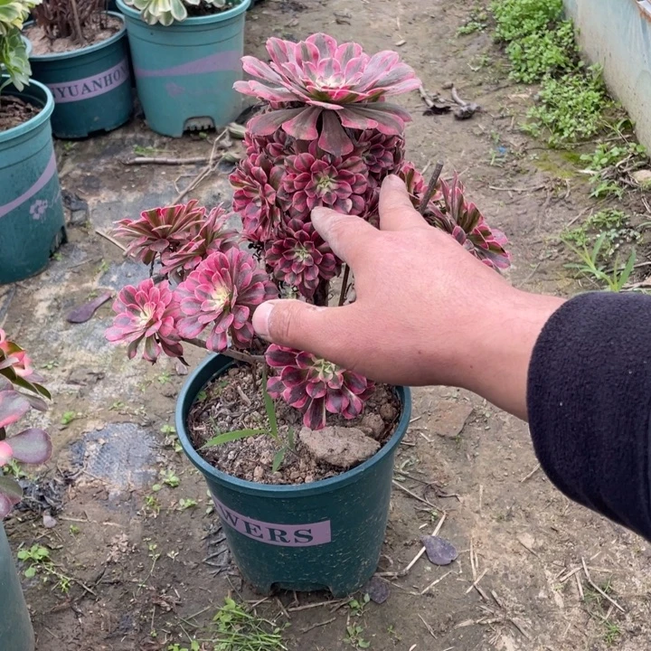 60红铜白多肉多肉植物