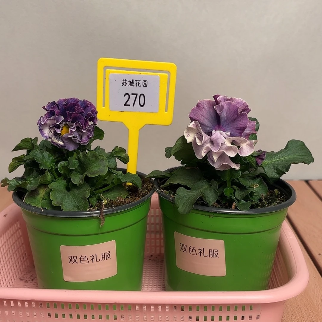 大部分开放少量花苞270
