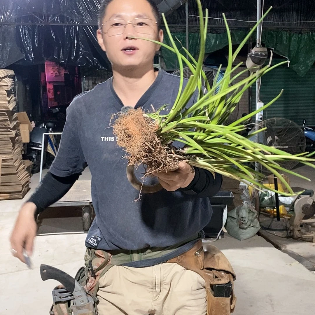 ઈ**梧77号帕瓦虎皮兰锦整丛发货