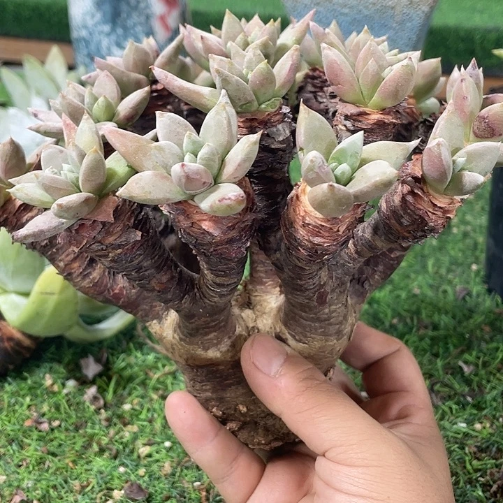 H***!粗桩福利下播福利