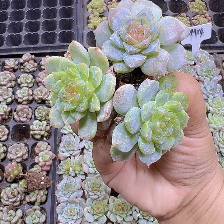 溏心苗3个19包邮多肉植物