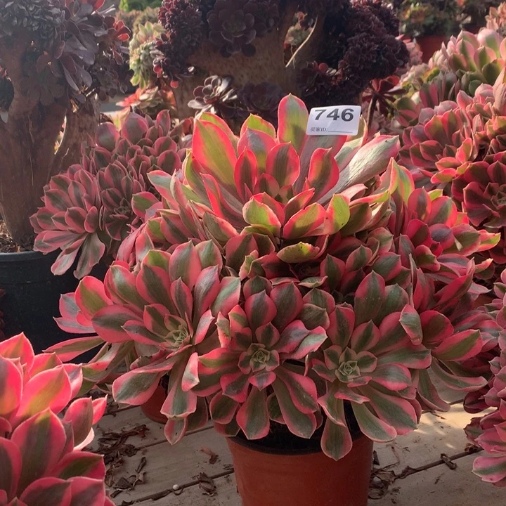 746粉女妖多肉大师