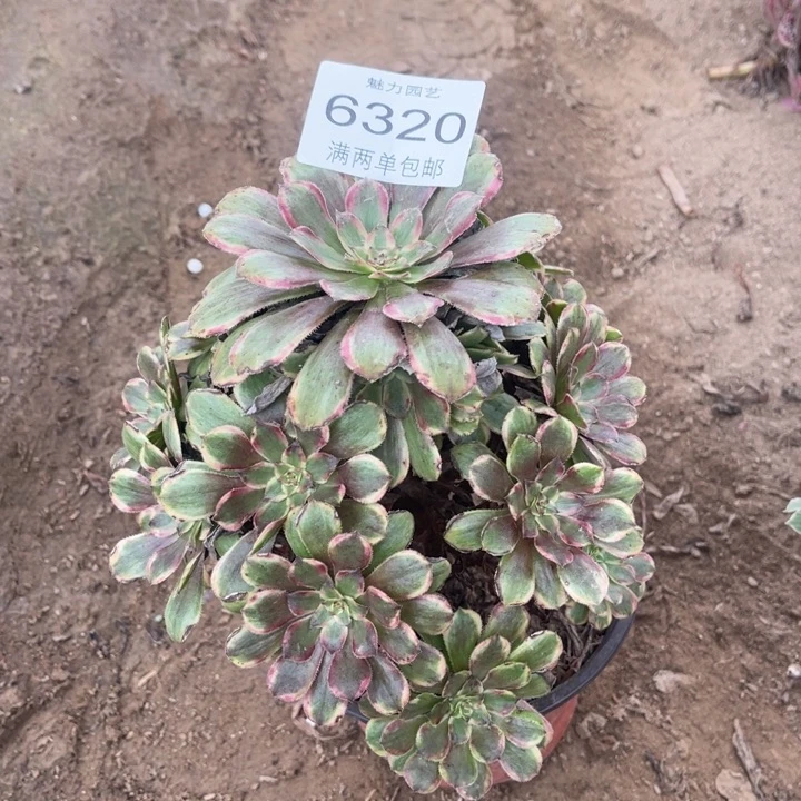 6320粉黛的人多肉的