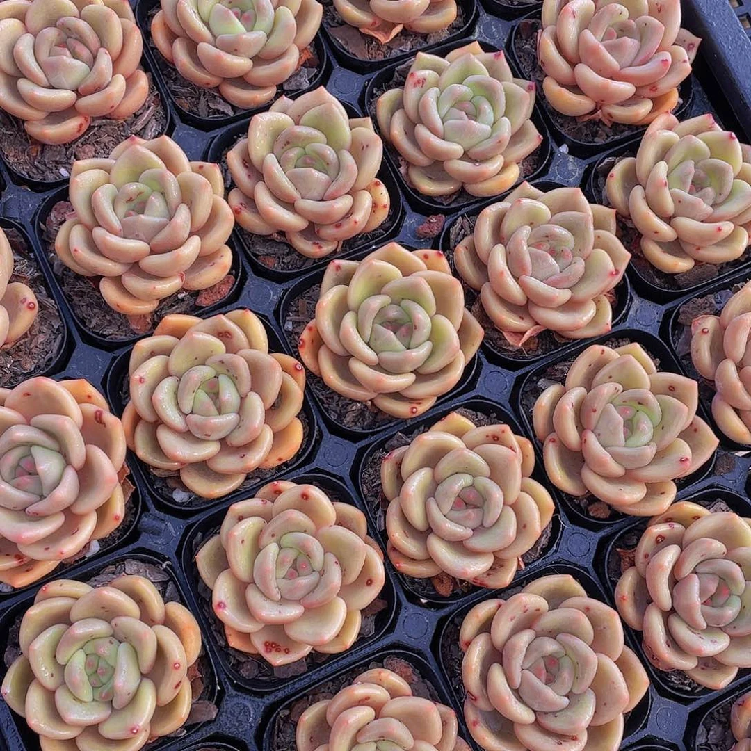 1200号 白兰地单头一个