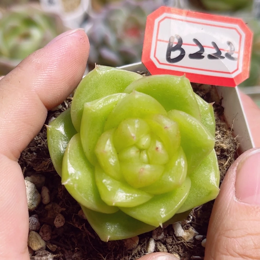 B222一物一拍，柠檬芭菲