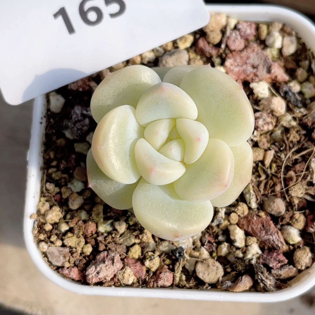 @*豆165号糖心冰心珍妮110