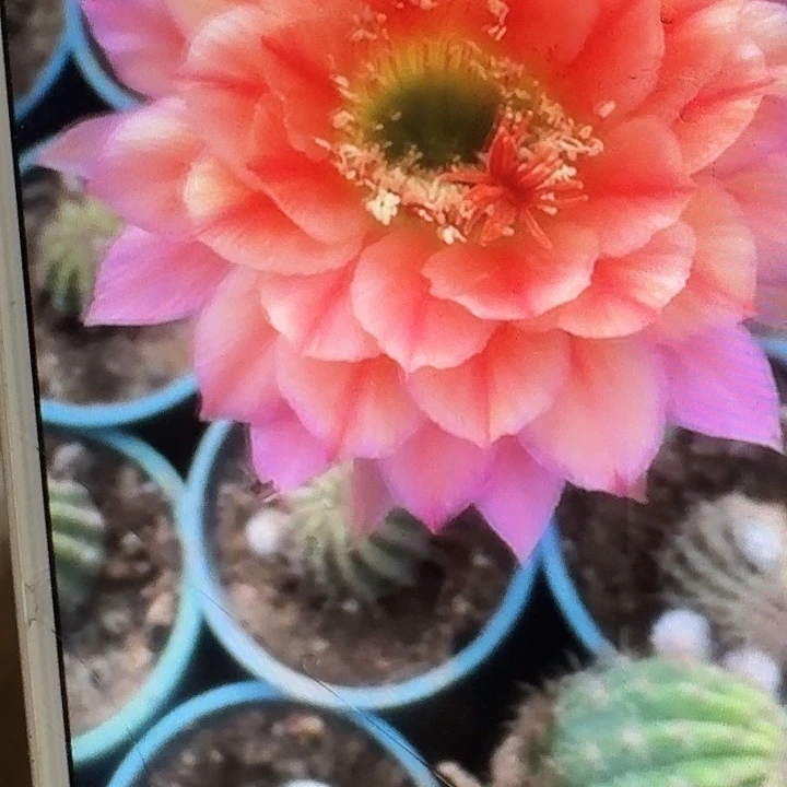 立夏侧芽5公分左右毛花柱（20包邮）容易掉刺