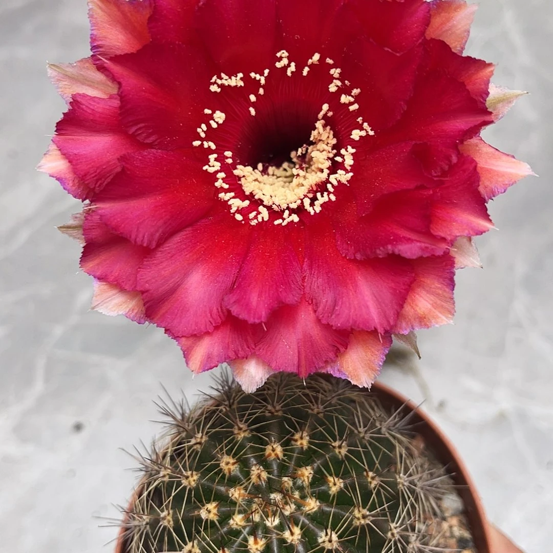 彩草红唇6.5公分左右