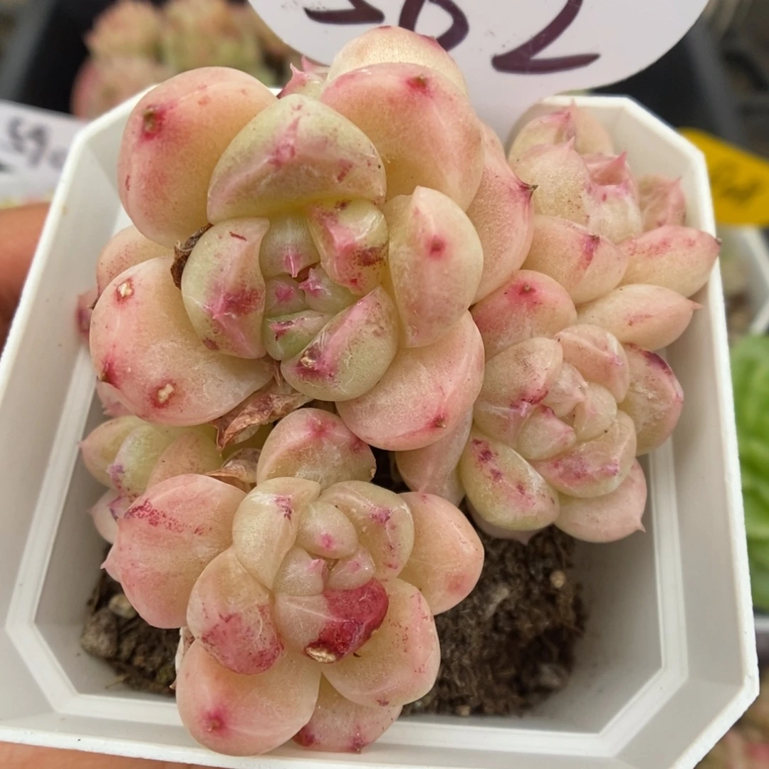 珍妮麦秆石化562号