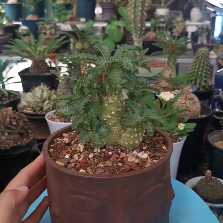 0606特价 椰子琉桑 不含盆
