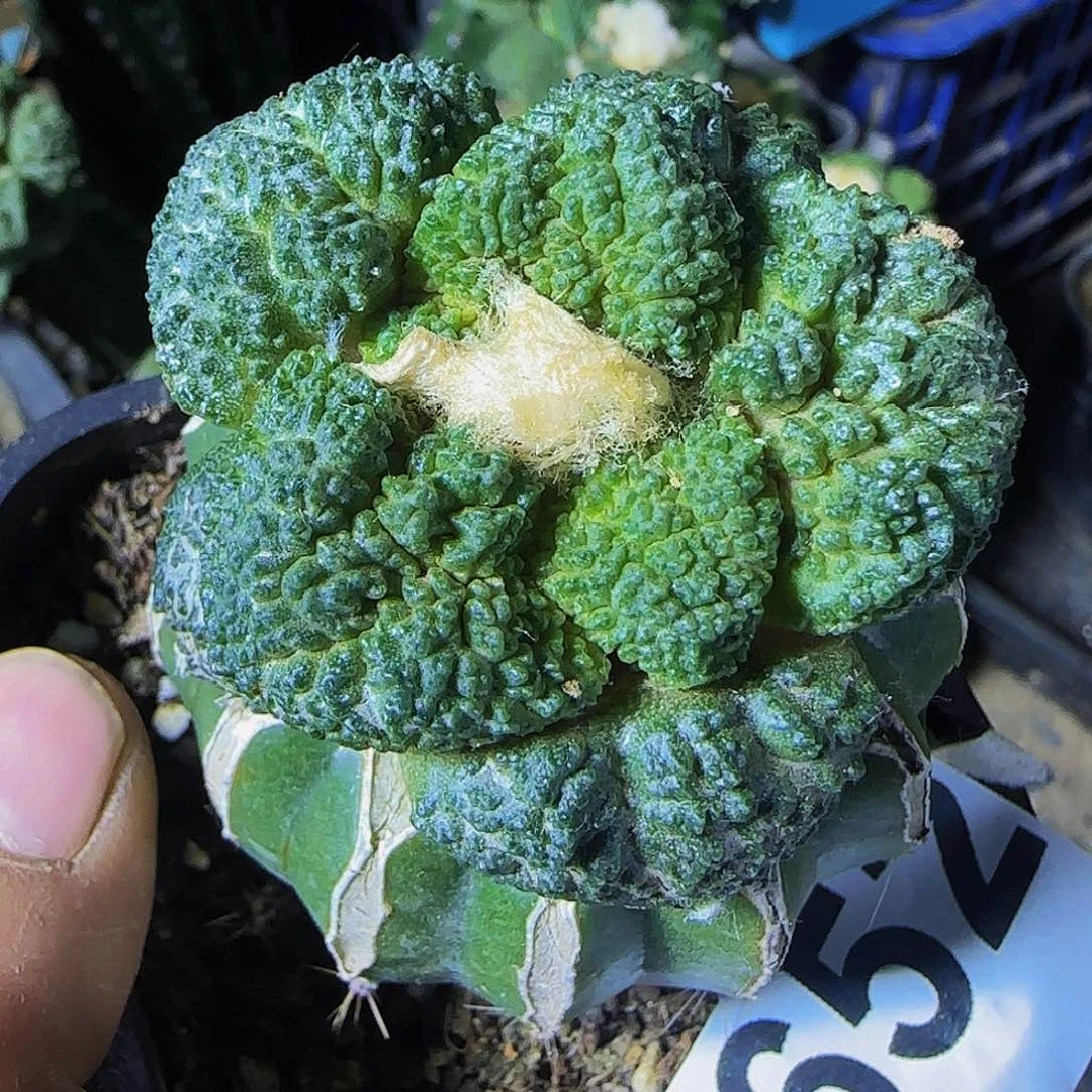 天**北大尤哥斯拉652仙人球