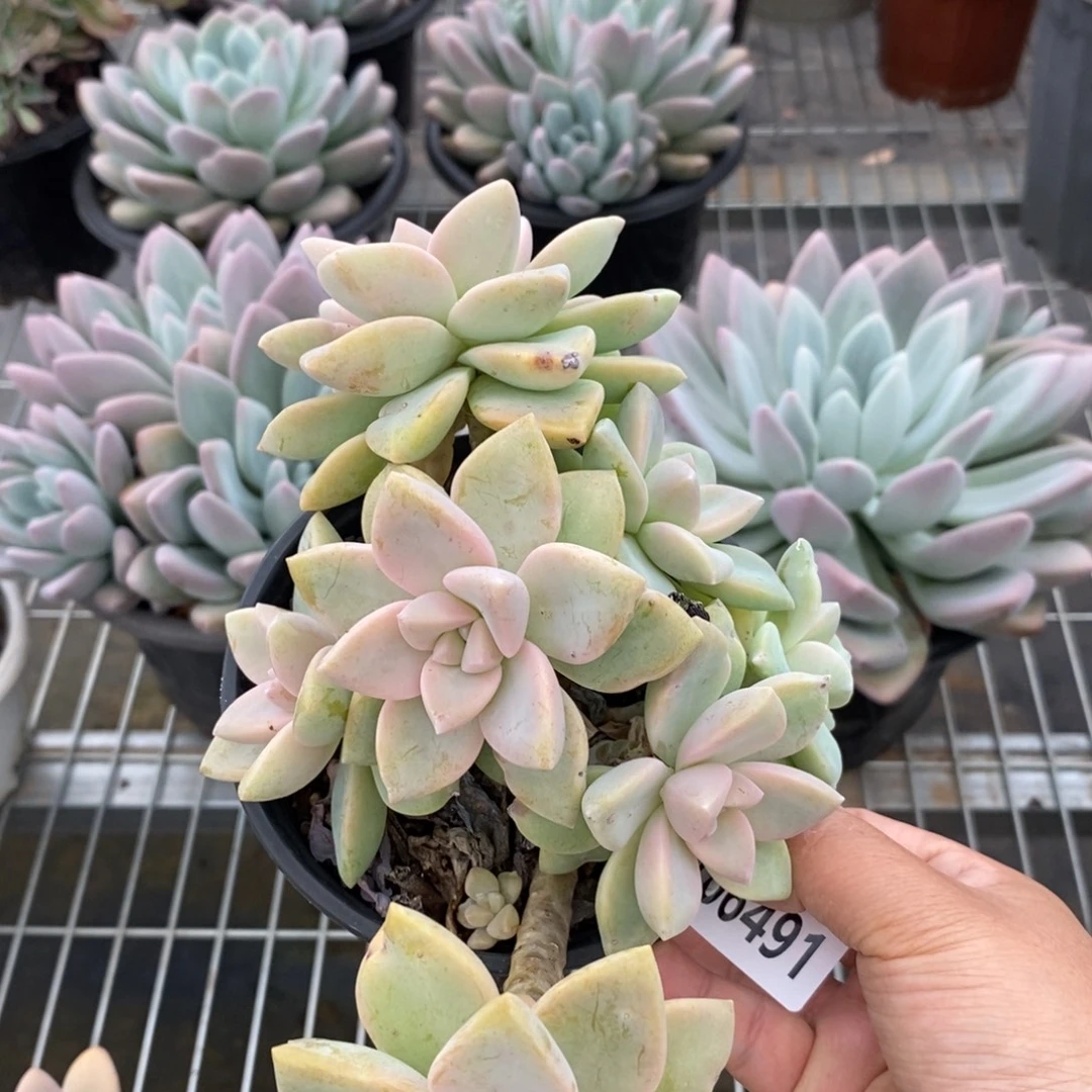 6491紫雾老桩一物一拍