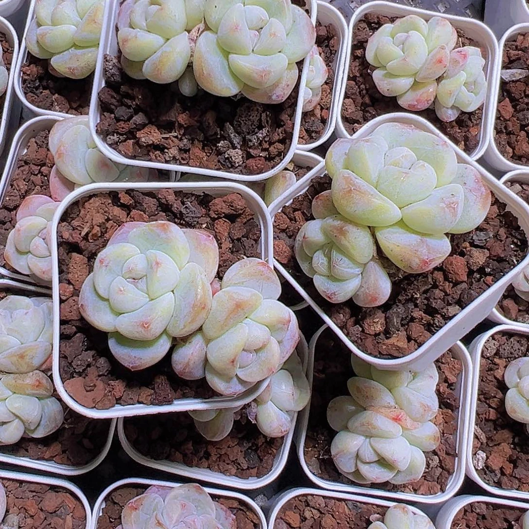 双头精品冰玉3盆19包邮