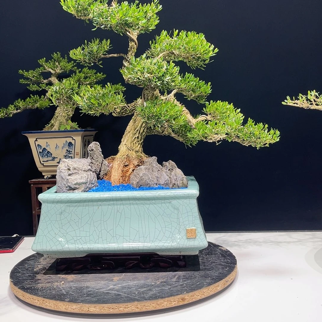 当前无花栽培后可以开花