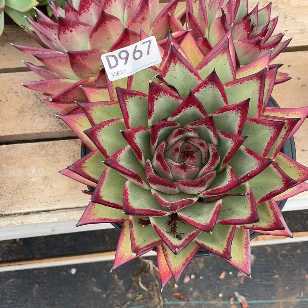 若如东云组拍D967