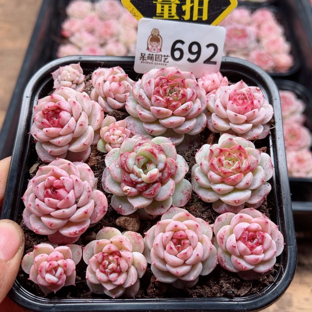 多肉植物多肉植物