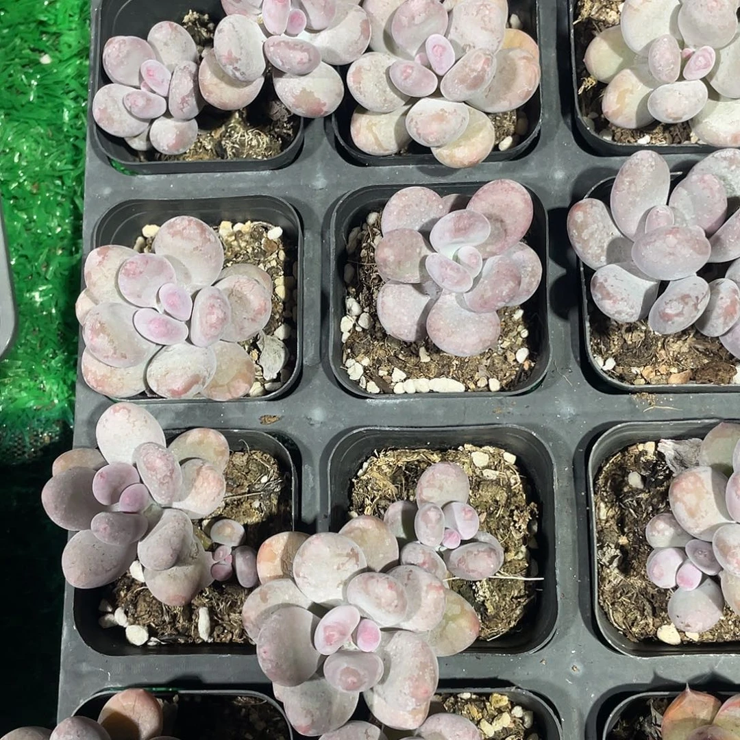6颗装桃美人，精品