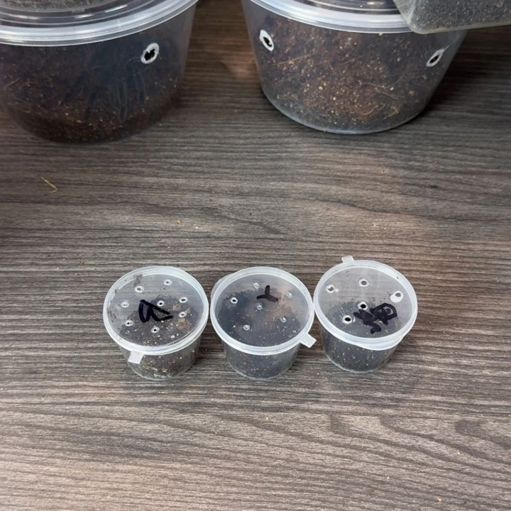 跳蛛秘鲁金属三小只