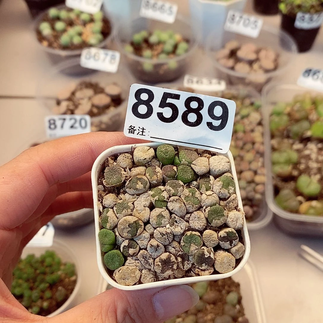 8589蜜枣铜壶龙卡咯