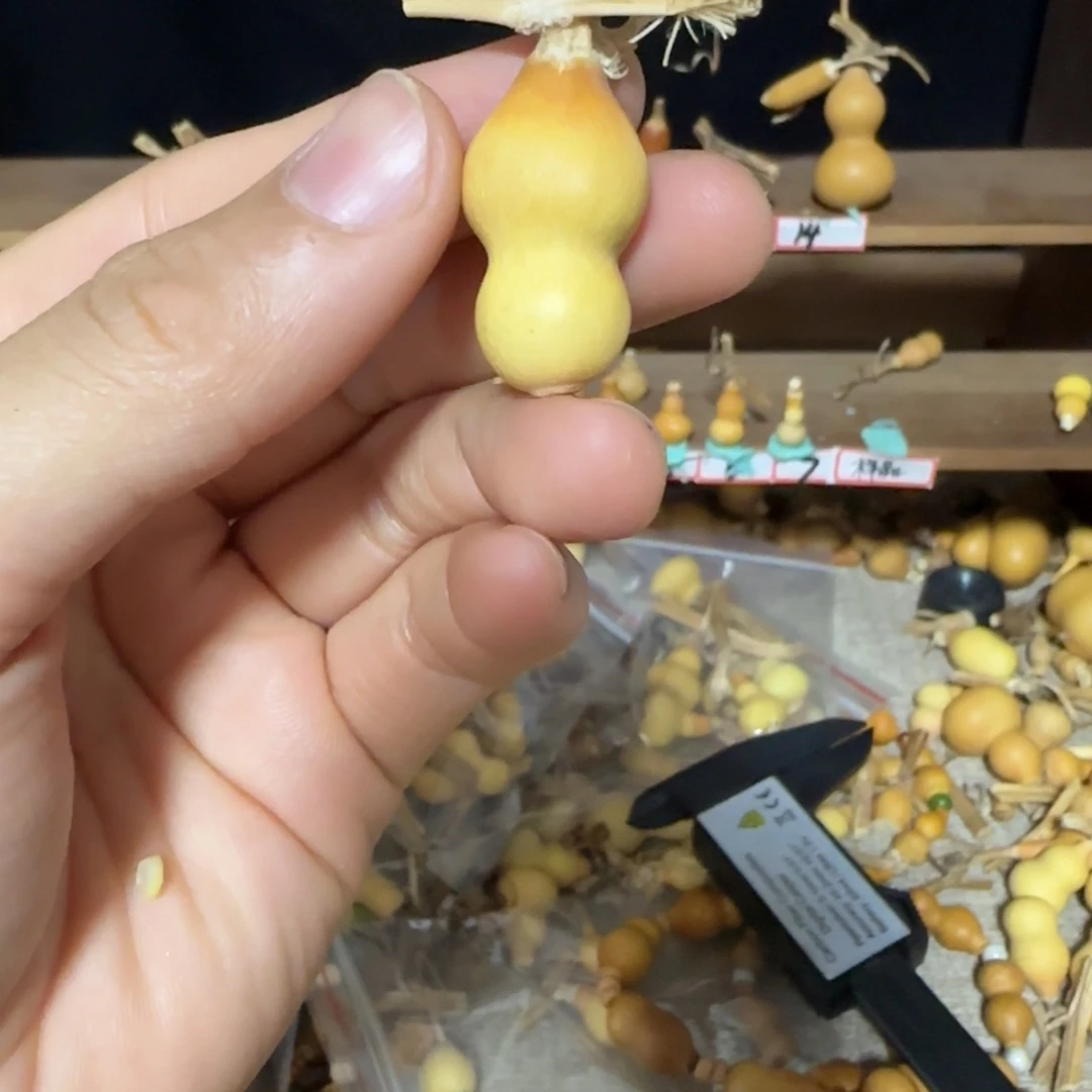 桑***晴打孔不退不换！秒拍秒退拉黑！