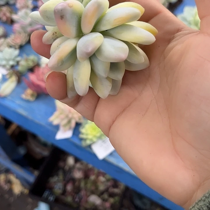 1956新香水腹轮锦双头
