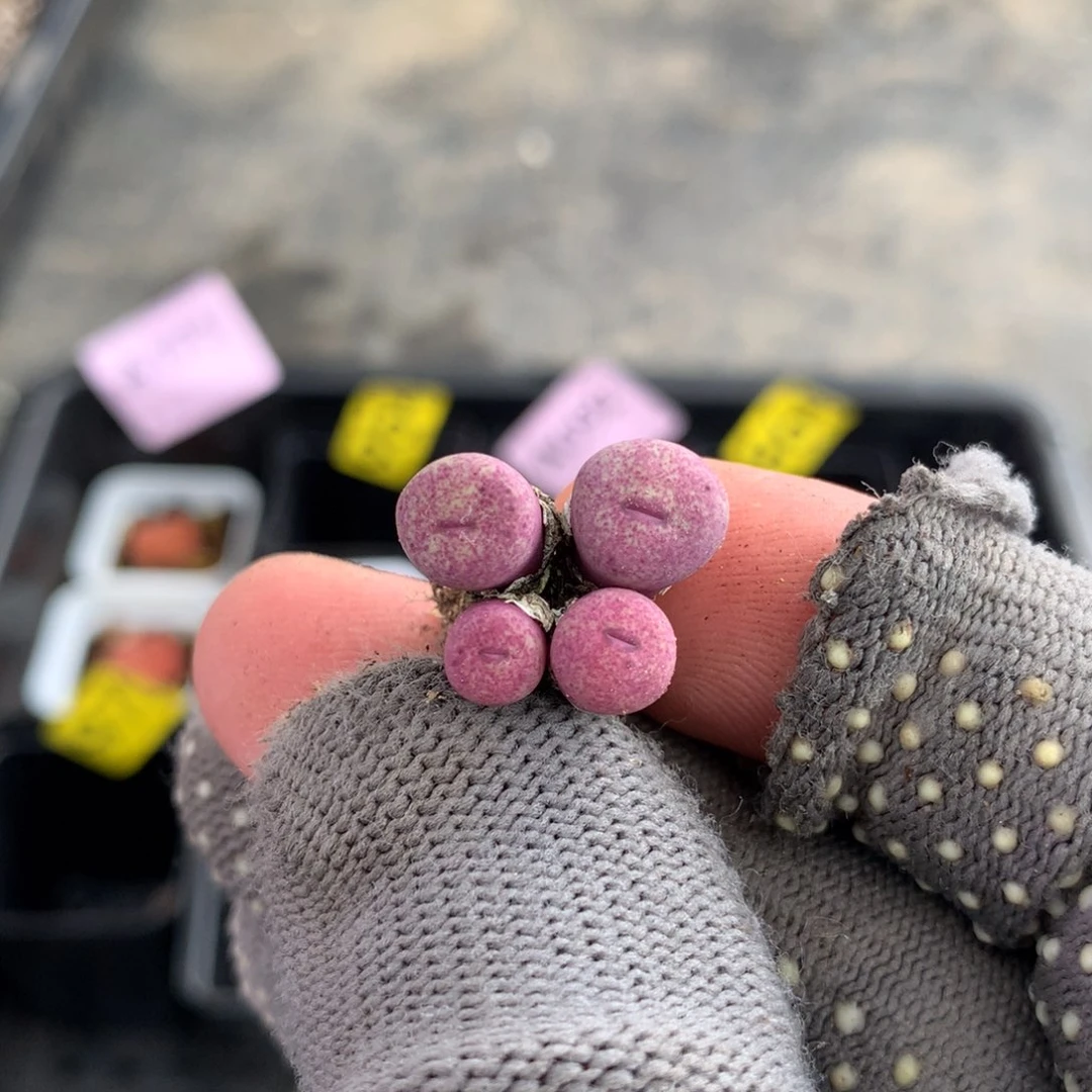 阿185小红嘴母本一颗