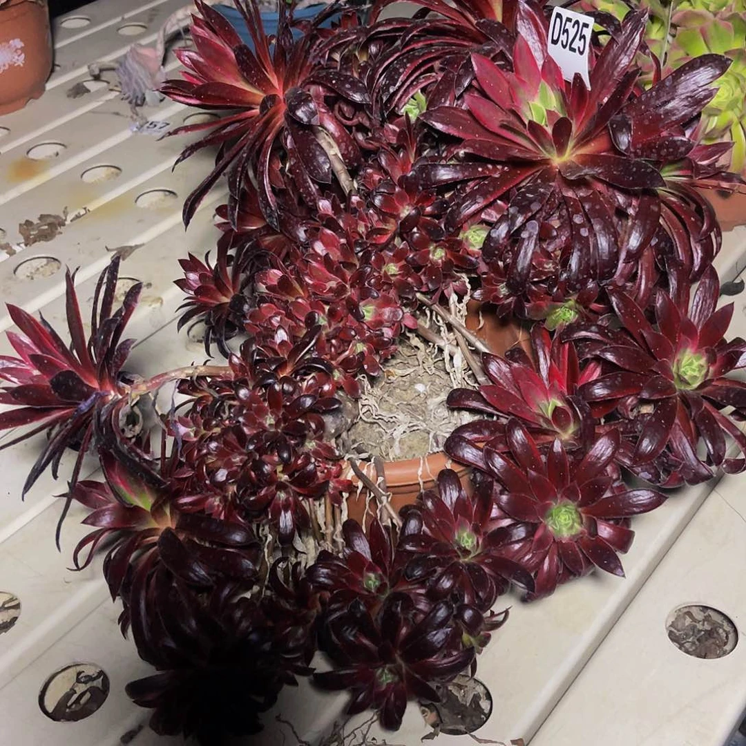 底座法师7-23包邮