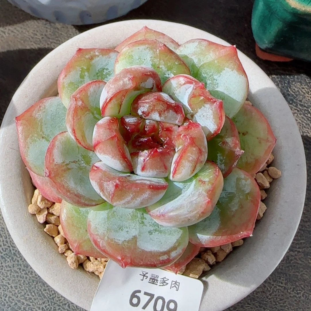 雪色浪漫，6709多肉植物