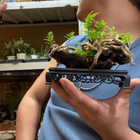 红陶我***阳一物一拍所见即所得150