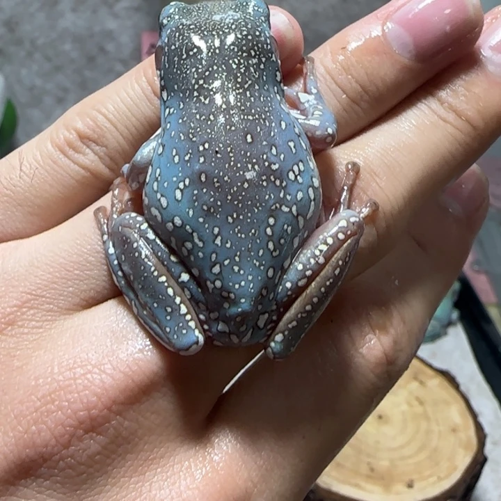 老爷树蛙福利款金暴雪蛙蛙