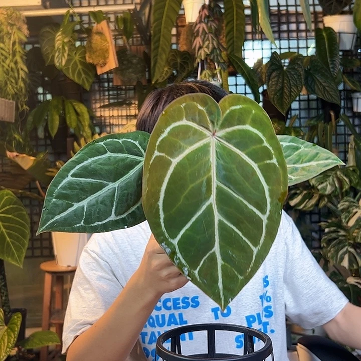 吵***嘻完全开放一物一拍R19