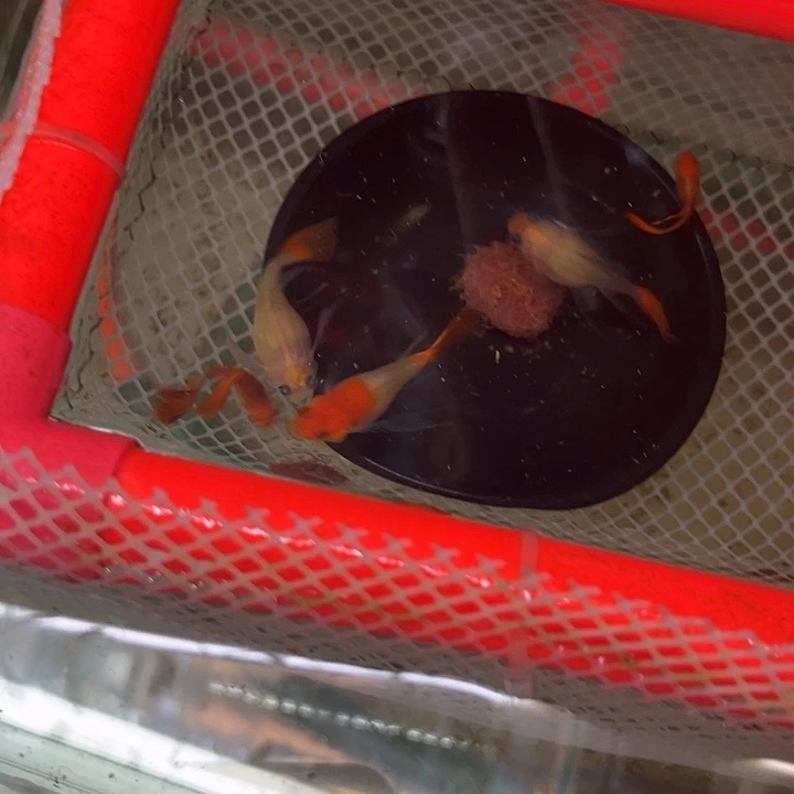 孔雀鱼包缸红头种鱼