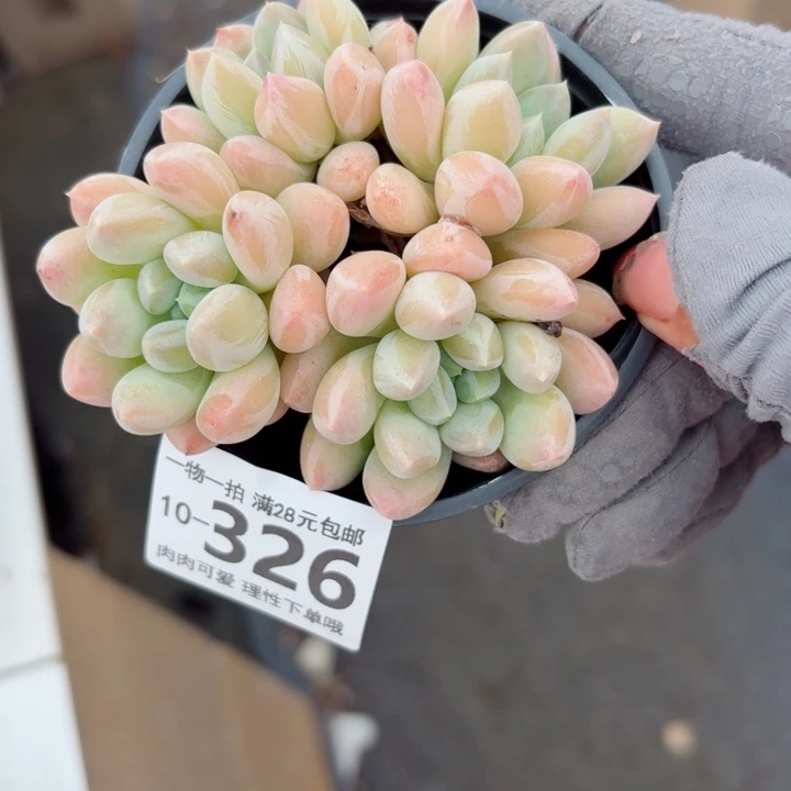 星空美人多肉多肉多肉