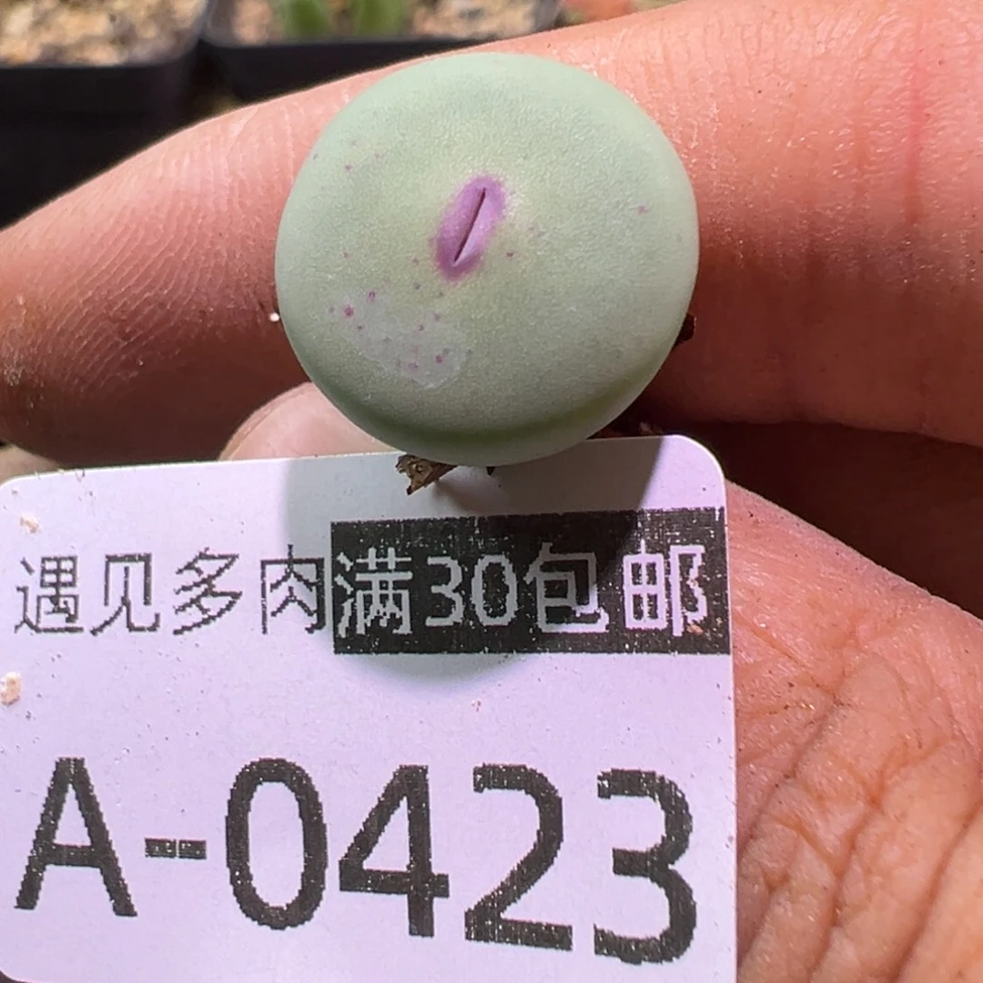 多肉植物11111111111