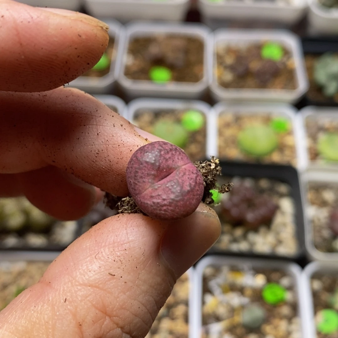 吕杂泡泡多肉植物153