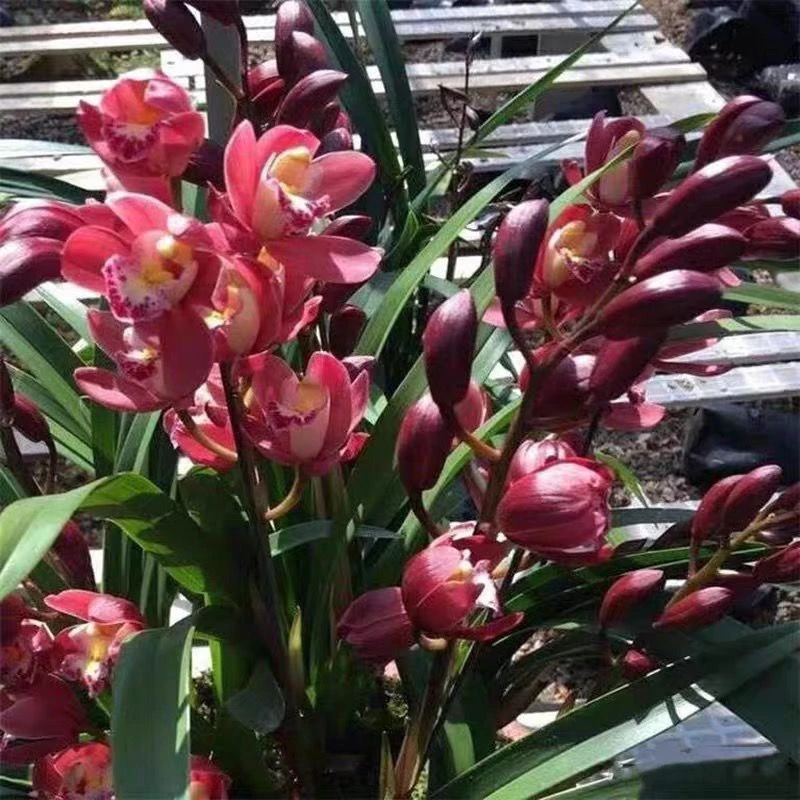 带花 爆盆 红宝石 开花香 室内盆栽花卉绿植