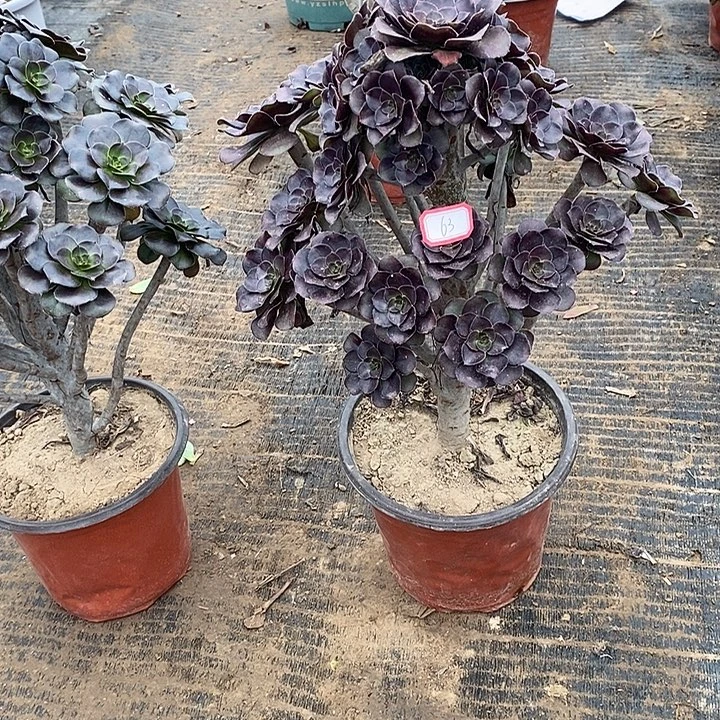 63，黑原液多肉法师