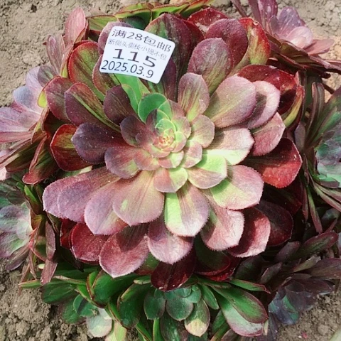 @*子3.9-115花月夜多肉植物