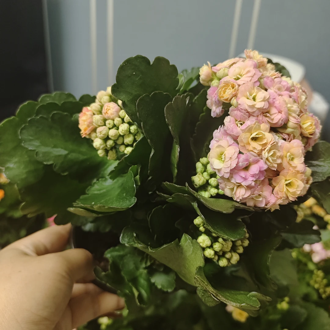 【林鸿家】马卡龙长寿花130盆