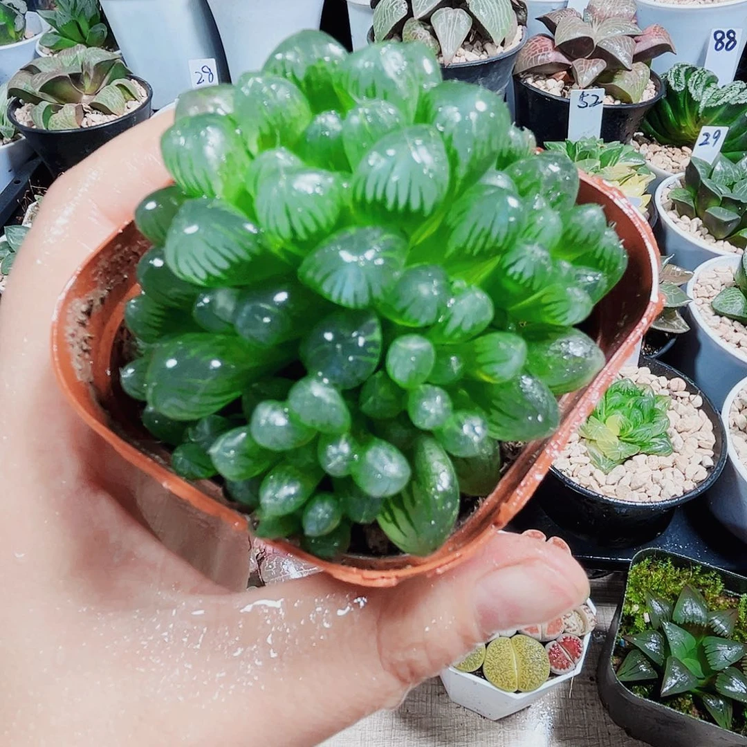 姬玉露群生多肉植物