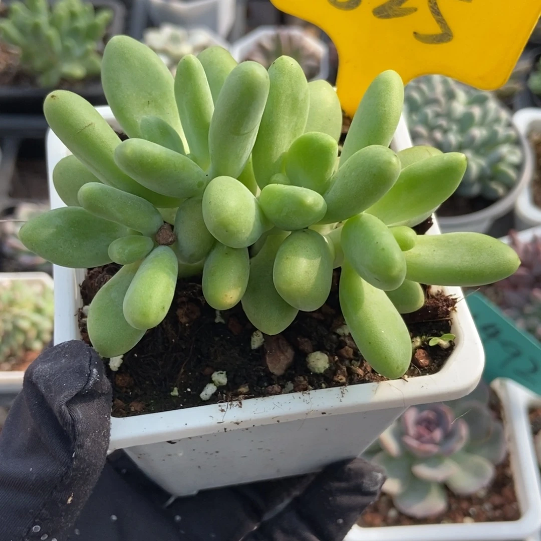 825芒果美人多肉植物