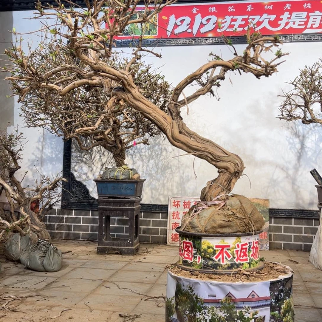 无花朵金银花4445556667