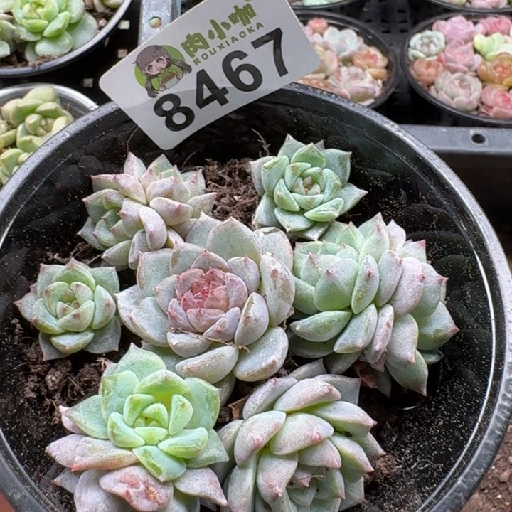 当前无花朵，栽培后可花朵多肉植物多肉植物