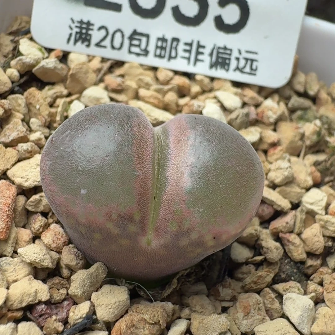 琳***琳带盆土。