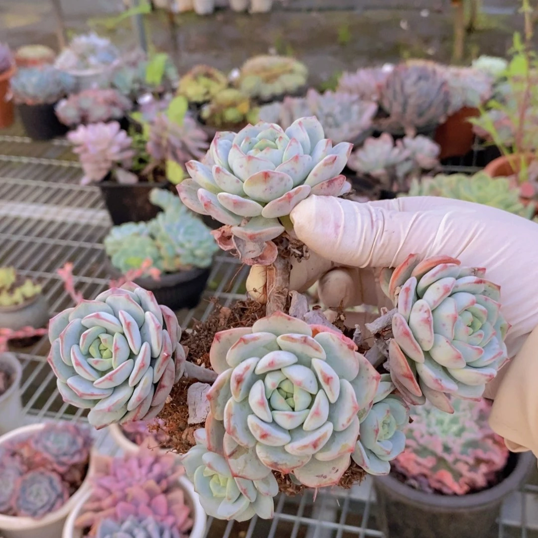 137香草老桩一物一拍